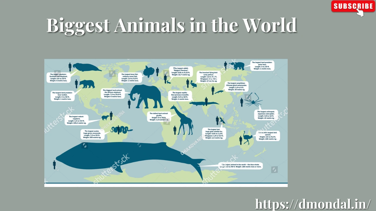 Biggest Animals in the World