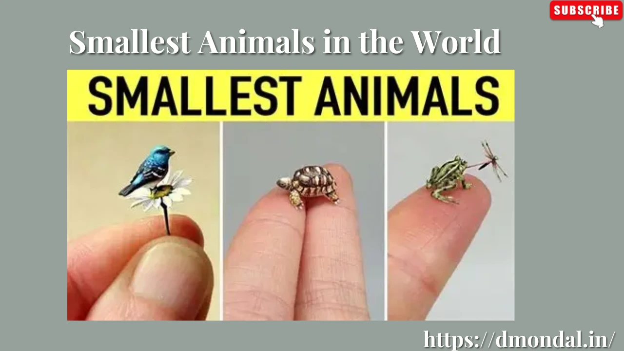 Smallest Animals in the World